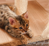 Bengal Cat Züchter